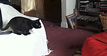 Try this with your child, not your cat :) source